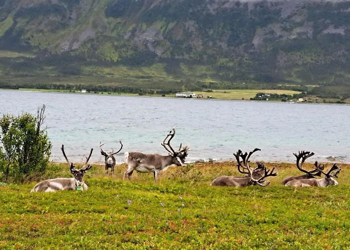 Ferienhaus 6 Person In Svensby-by Traum Svensby